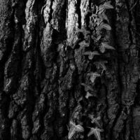 vine climbing a tree