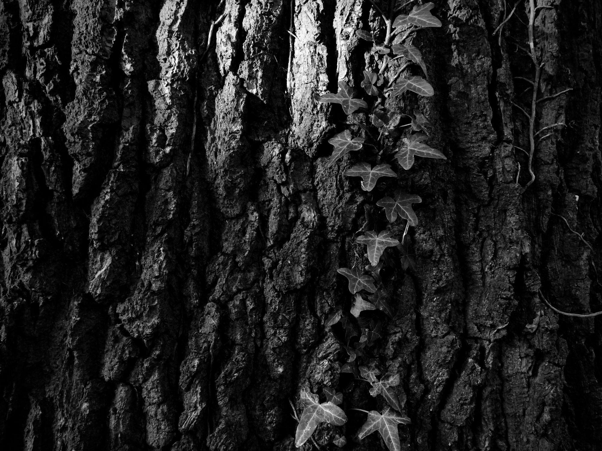 vine climbing a tree