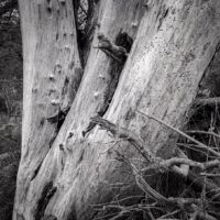 Stripped tree trunks