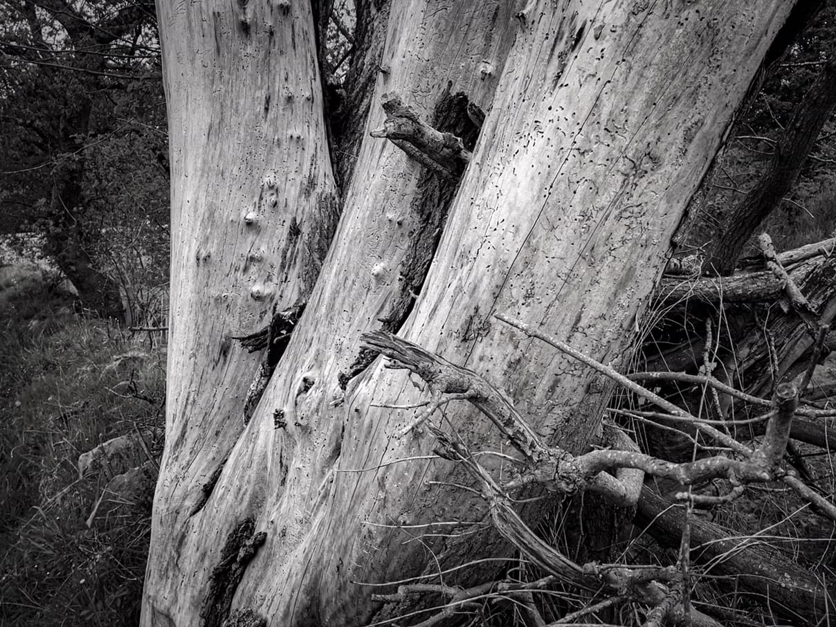 Stripped tree trunks